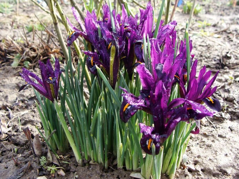 28958520_2026347234310362_1775770493572349952_o - Martie 2018