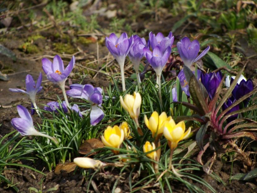 29025868_2026954490916303_6193888598031335424_o - Martie 2018