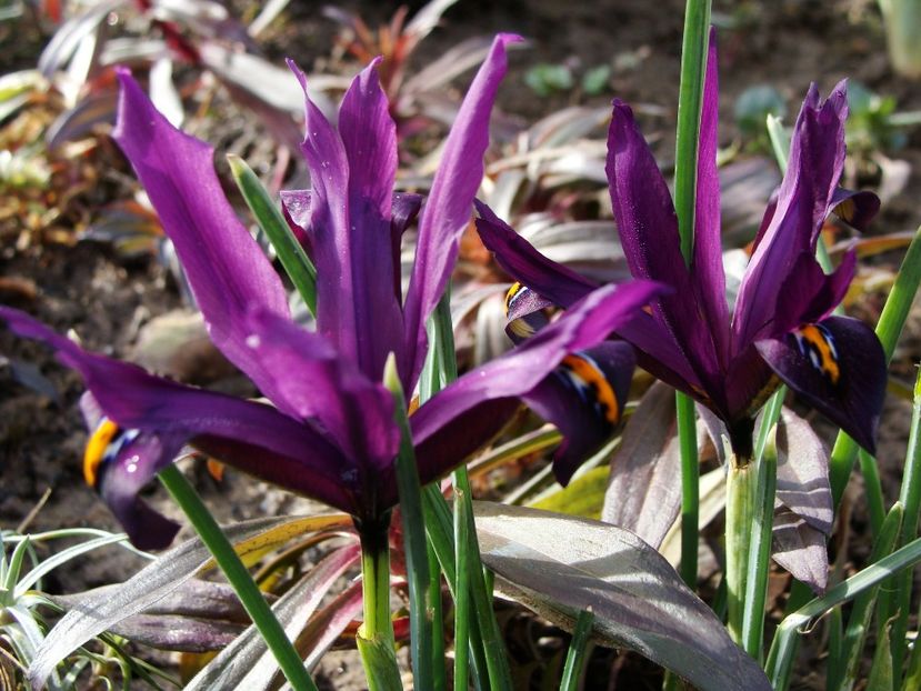 19959353_2026952424249843_5699725320404336640_o - Martie 2018