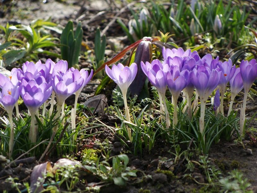 28872833_2026953974249688_7432013608021655552_o - Martie 2018