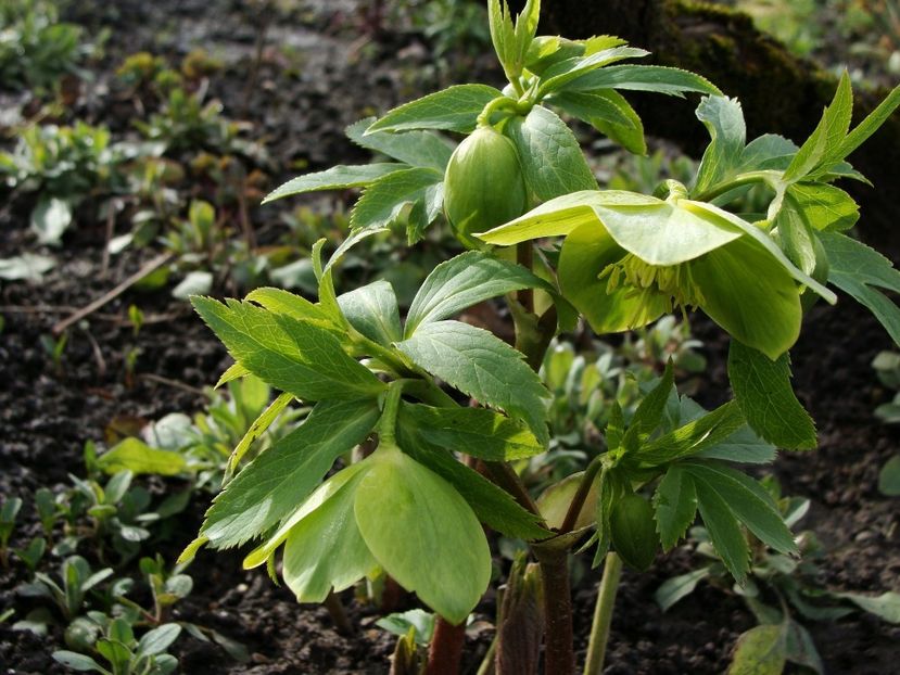 28872445_2026952514249834_5035412584019263488_o - Martie 2018