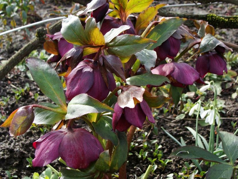 28951705_2026952610916491_1516304118992338944_o - Martie 2018