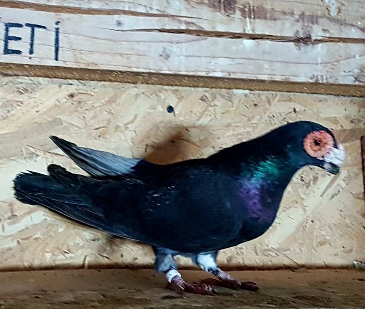  - CARUNCULATI Pentru 2020