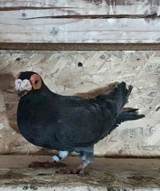  - CARUNCULATI Pentru 2020