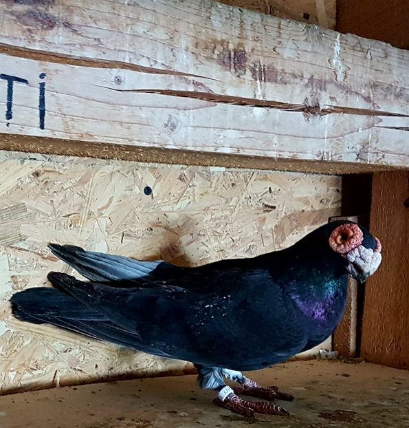  - CARUNCULATI Pentru 2020