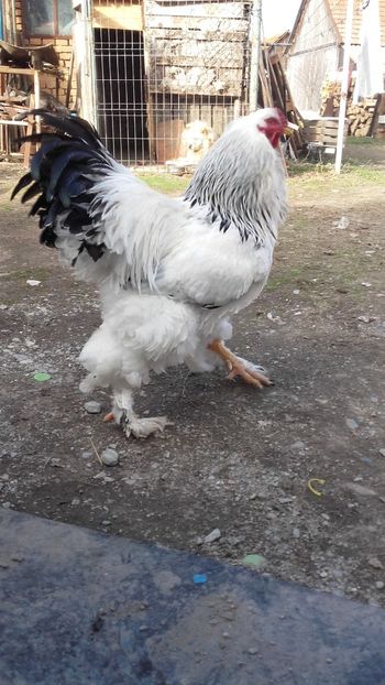  - Vand oua brahma herinat deschis 4 lei