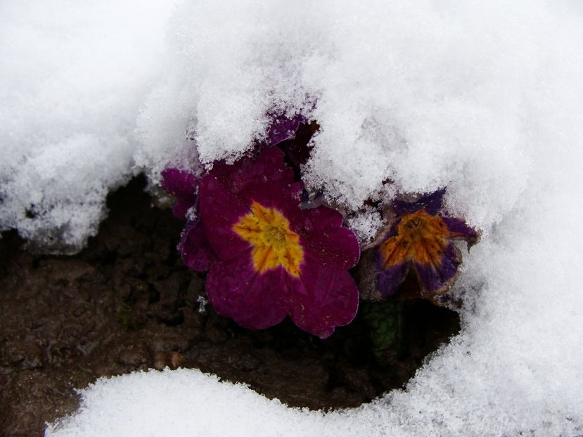 29386541_2033058610305891_5428415616455278592_o - Martie 2018