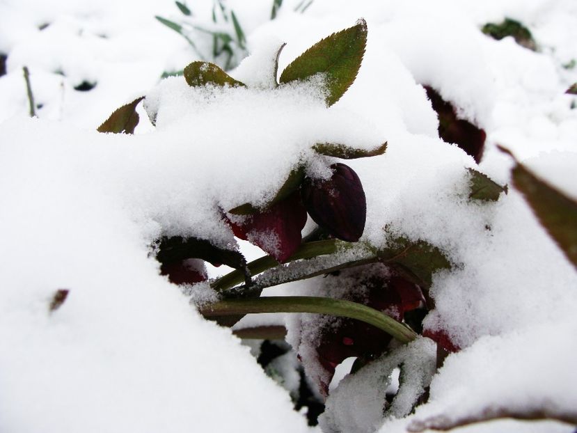 29433084_2033058823639203_8917549062341787648_o - Martie 2018