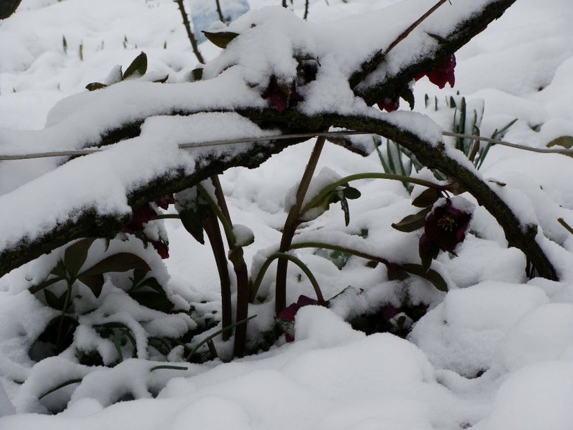 29496083_2033058766972542_5054207296482050048_o - Martie 2018