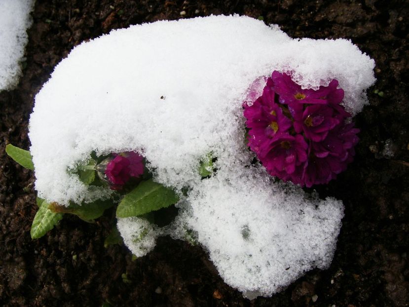 29497088_2034564510155301_7274034192499867648_o - Martie 2018