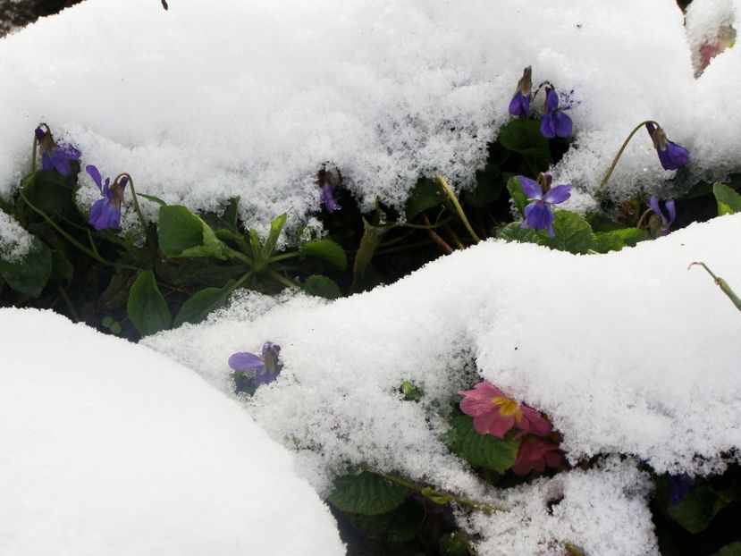 29497272_2034564790155273_7823325857862123520_o - Martie 2018