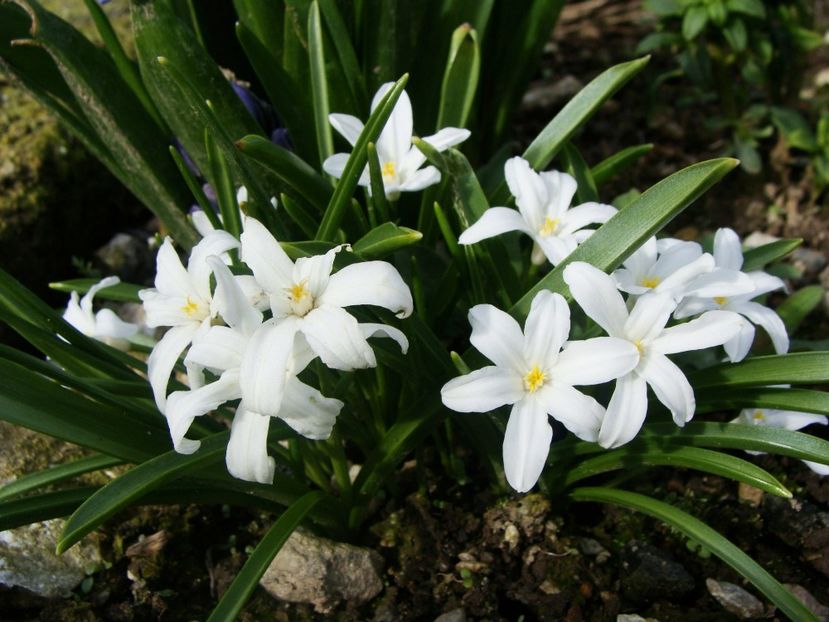 29064005_2038548043090281_4766817789719833712_o - Martie 2018