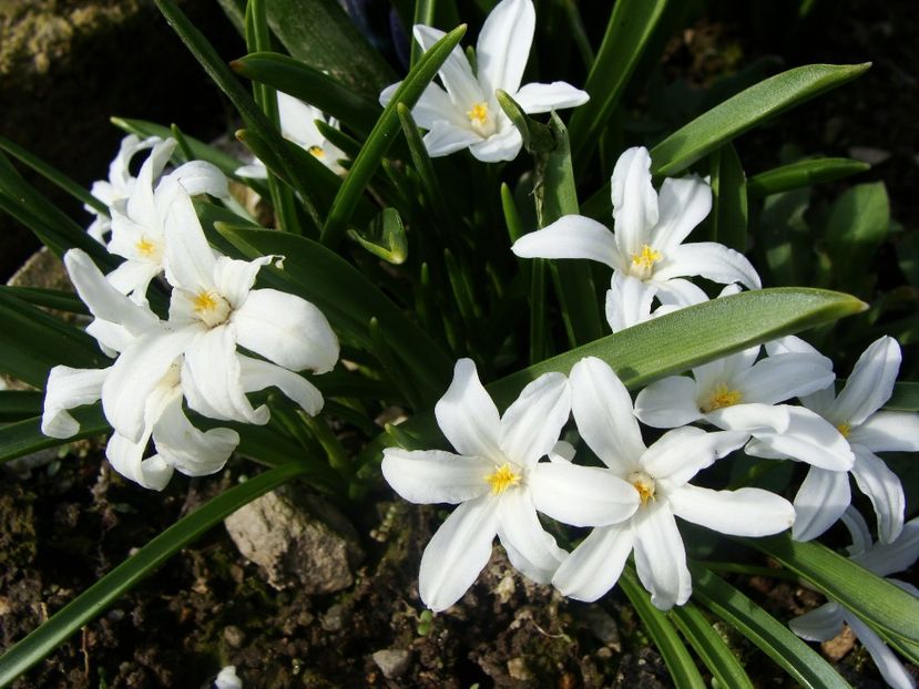 29871843_2038546756423743_2250753454994561609_o - Martie 2018