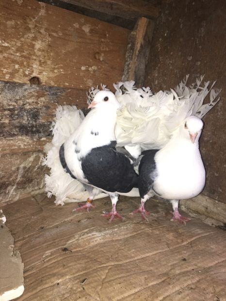 E56AB39C-18C3-4E2D-91E3-7114DD11970C - Voltati capaciti