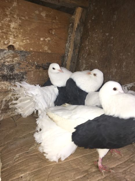 954F3DF4-2779-4DB1-AB23-848404E2DCA0 - Voltati capaciti