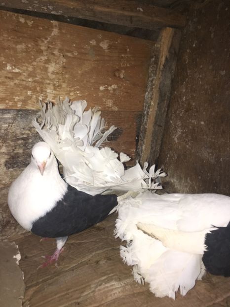 AD339063-1C1A-4B9E-8905-8CD8713F481E - Voltati capaciti