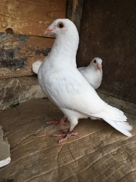 5D61F828-D4C3-401B-BD7D-5F9A0BE3DFD6 - vanduti