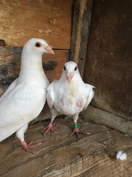 D2B6EC99-6309-4451-8123-CD67D55D2320 - vanduti