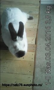 Reghin - POZE IEPURI