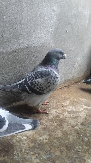  - VOIAJORI STANDARD MATCA