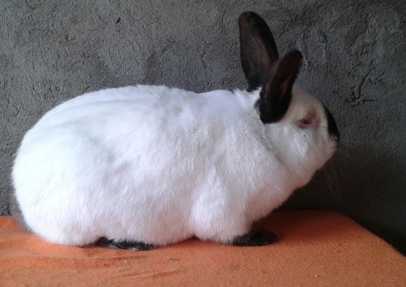 Mascul 10luni, kg 5,200 - DE VANZARE -2023