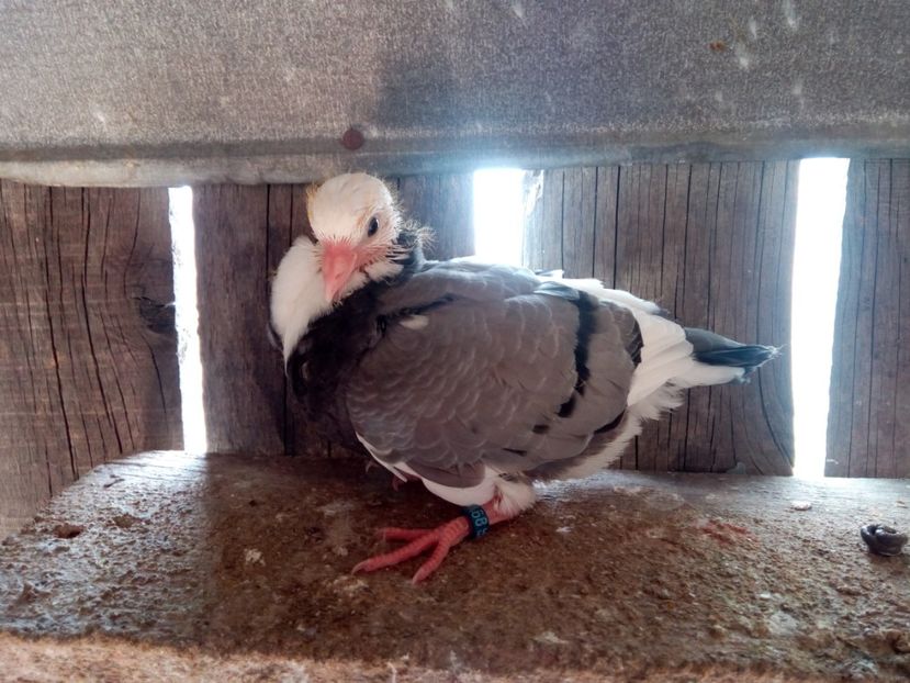 7468-2018 - Pui 2018