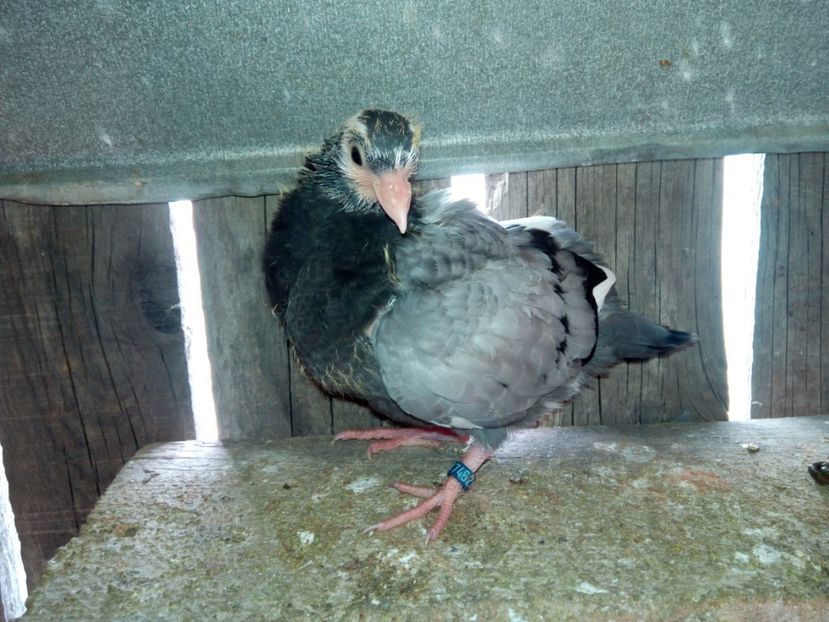 7462-2018 - Pui 2018