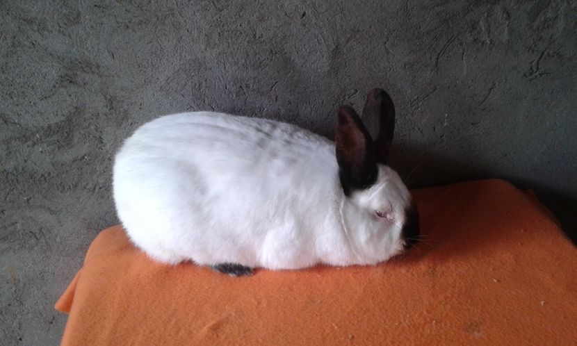 Mascul 10luni - DE VANZARE -2023