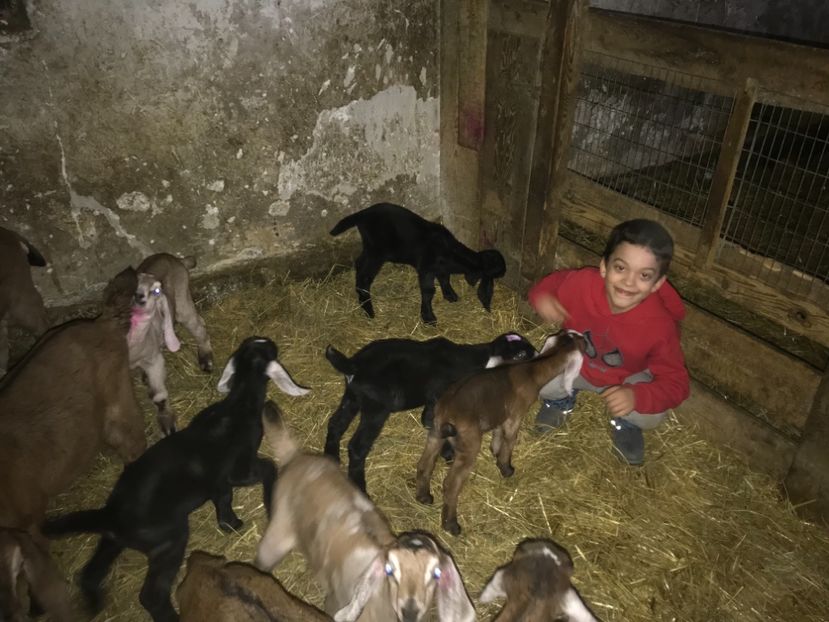 3AE650BE-D83D-483C-9186-68B041BC1452 - Iezi anglo 2018