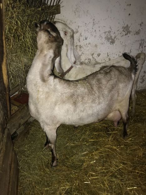  - caprele mele anglo