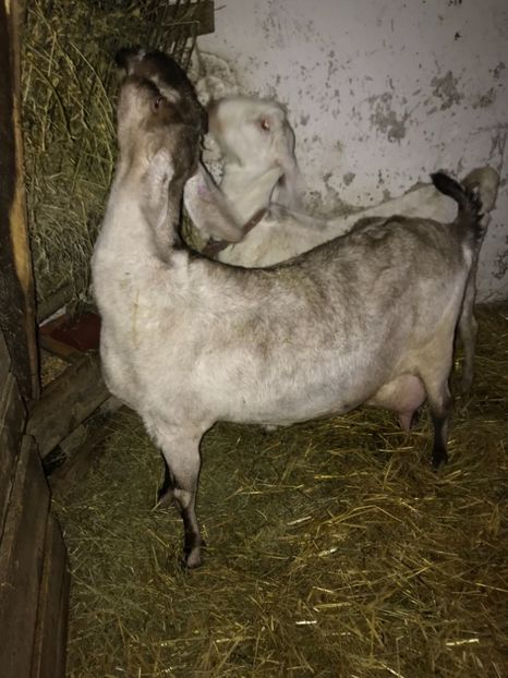  - caprele mele anglo