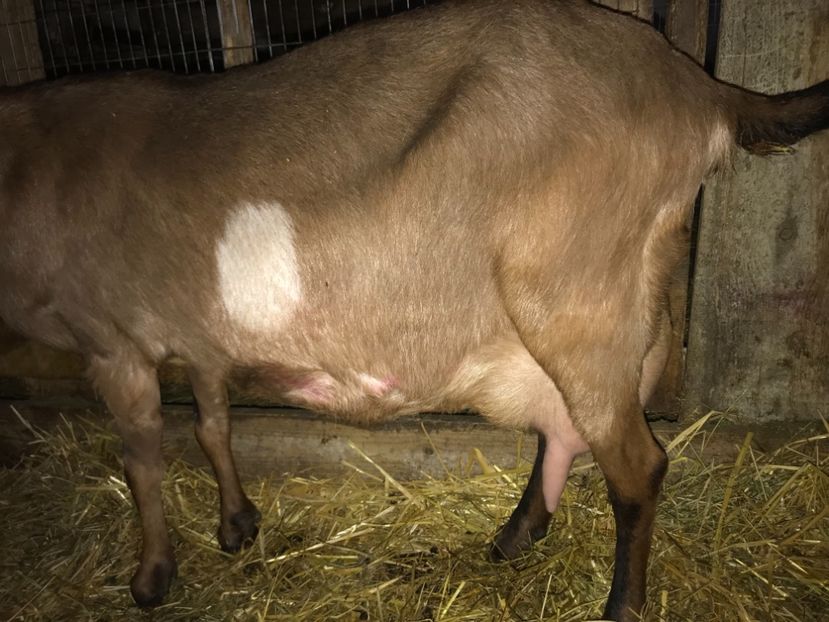  - caprele mele anglo