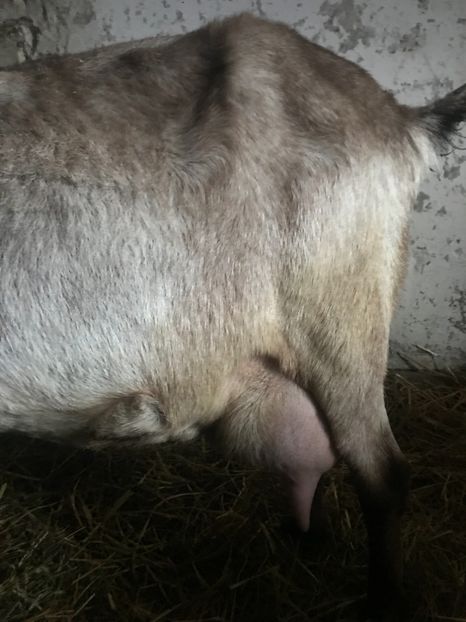  - caprele mele anglo