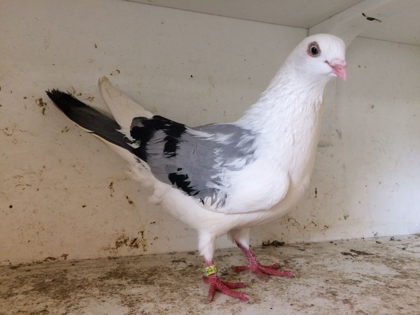 10 - 1-Lot zbor 2018