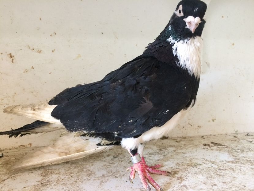 12 - 1-Lot zbor 2018