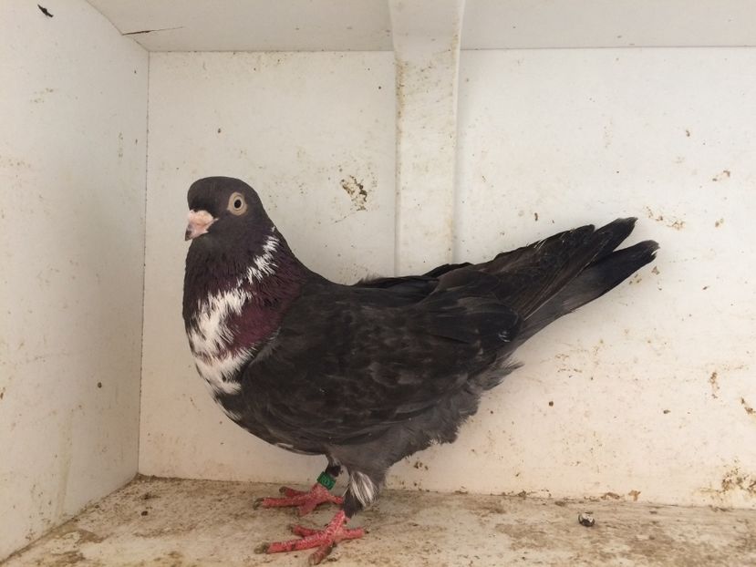 13 - 1-Lot zbor 2018