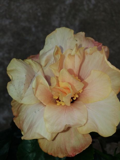  - 2018 vechi sau noi tot le iubesc