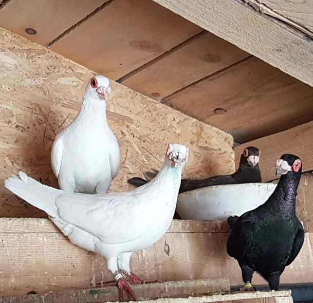  - CARUNCULATI Pentru 2020