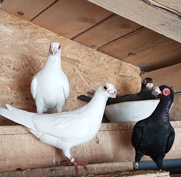  - CARUNCULATI Pentru 2020