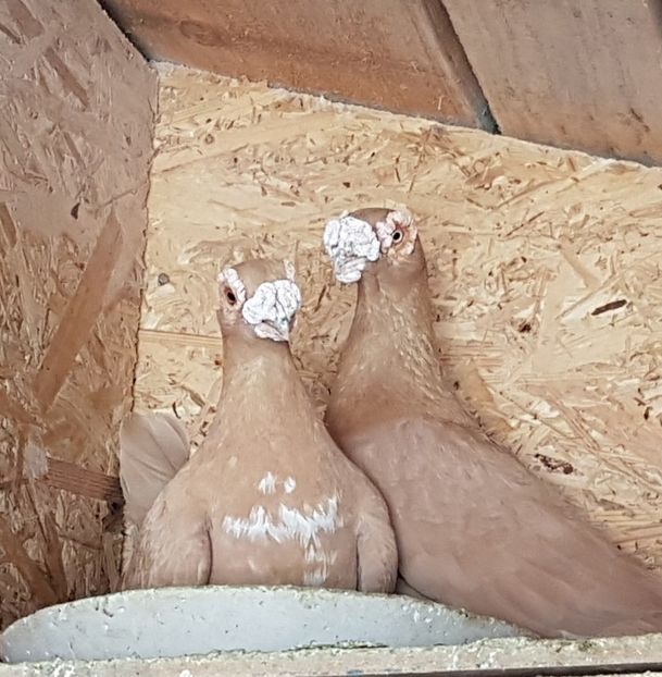  - CARUNCULATI Pentru 2020