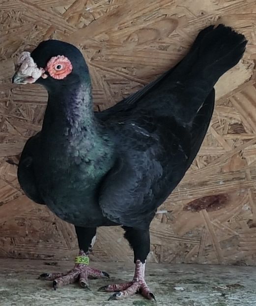  - CARUNCULATI Pentru 2020