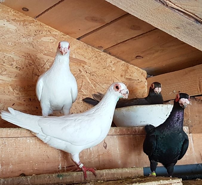  - CARUNCULATI Pentru 2020