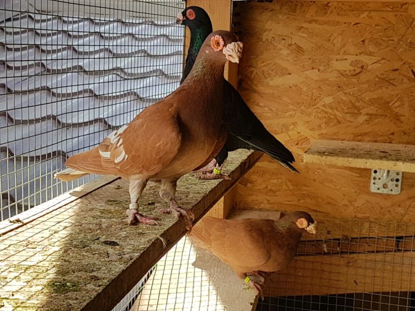  - CARUNCULATI Pentru 2020