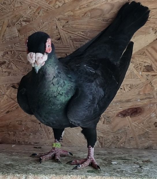  - CARUNCULATI Pentru 2020