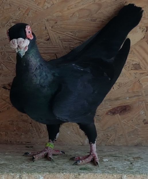  - CARUNCULATI Pentru 2020