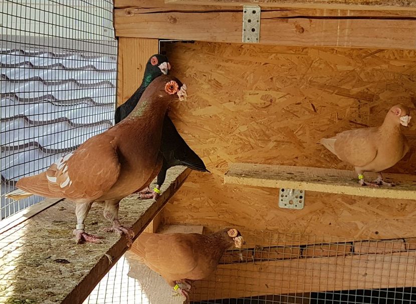  - CARUNCULATI Pentru 2020