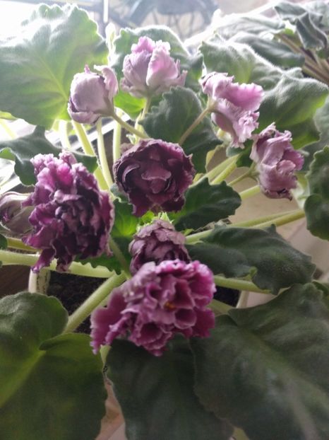  - RS-Gercoginia Liuks