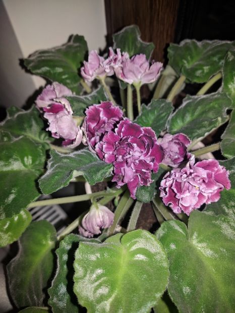  - RS-Gercoginia Liuks