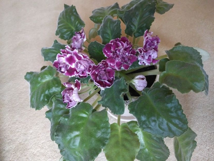  - RS-Gercoginia Liuks