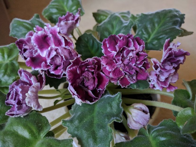  - RS-Gercoginia Liuks